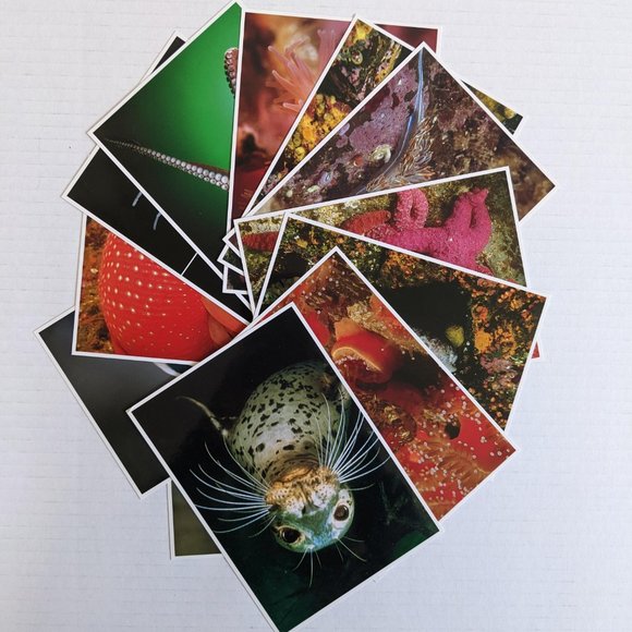 Oregon Coast Aquarium Sea Creature Postcard Bundle - Picture 6 of 7